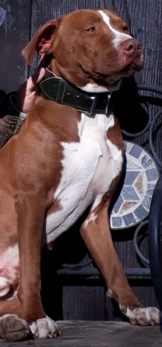 Luxury Dog Collar Extra Caciato photo review