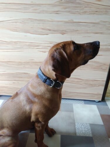 Gray Dog Collar Glauce photo review