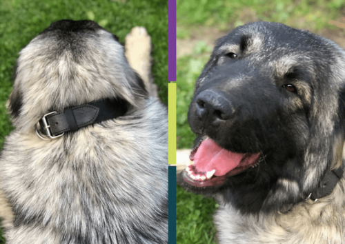 Gray Dog Collar Glauce photo review