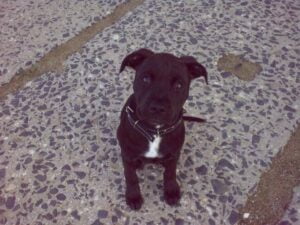 Ellie and the first leather collar for a pit bull - 05e810c7b8fbb633456ef0241
