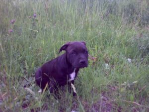 Ellie and the first leather collar for a pit bull - 0cc78b530542fd719bf0127af