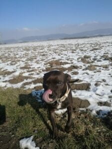 Ellie and the first leather collar for a pit bull - 1a046f644f2ccb7b159313d8d