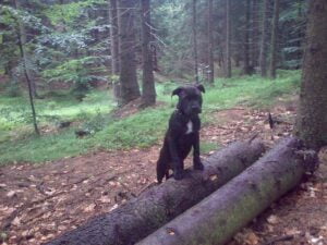 Ellie and the first leather collar for a pit bull - 2fb5e36ee94e8054fbcbf522c