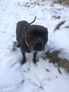 Ellie and the first leather collar for a pit bull - 3511d8e9c02b910aac09a92b2
