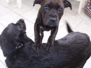Ellie and the first leather collar for a pit bull - 3cf14b1b5c9da96152d825409