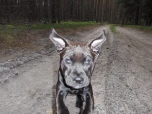 Ellie and the first leather collar for a pit bull - 3f3902ea4dd5e4b04c8ece8db