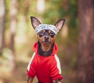 4 Ways Pets Can Help Reduce Your Risk of Heart Disease