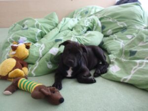 Ellie and the first leather collar for a pit bull - 674da68295af99301b1b279e4