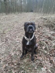 Ellie and the first leather collar for a pit bull - 874de675078cb99fa3b74aaed
