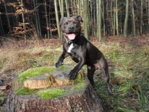 Ellie and the first leather collar for a pit bull - 8cf458d7fe72f1c7d49205904