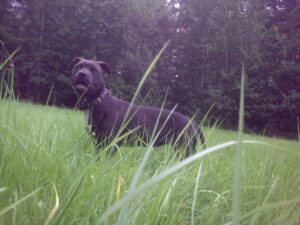 Ellie and the first leather collar for a pit bull - 9387eda336a2ebcb471d49772