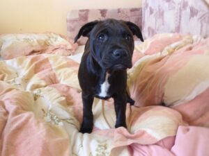 Ellie and the first leather collar for a pit bull - 9ad313e68a27f582aece0d21b