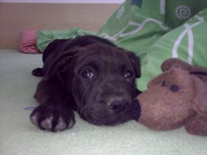 Ellie and the first leather collar for a pit bull - a44e4adc30916eb230f9c0d71