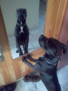 Ellie and the first leather collar for a pit bull - a486daa4c94004ed59655d808