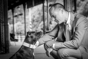Ellie and the first leather collar for a pit bull - b87f7c6650b70d58862ad6296