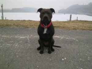 Ellie and the first leather collar for a pit bull - c9315feb2047eed5e540a9ad4