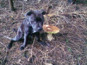 Ellie and the first leather collar for a pit bull - ce06b50733057b5bd9bd7352c