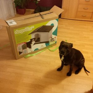 Ellie and the first leather collar for a pit bull - df7f1b6440a60626c4af2cd46
