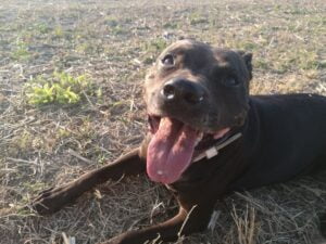 Ellie and the first leather collar for a pit bull - dfee9c181c193e5143071414d