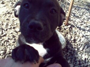 Ellie and the first leather collar for a pit bull - e55cbfb19aaead397845f04e9