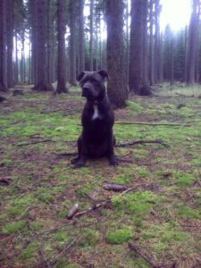 Ellie and the first leather collar for a pit bull - f8106b49c4b79a0d887f772a2
