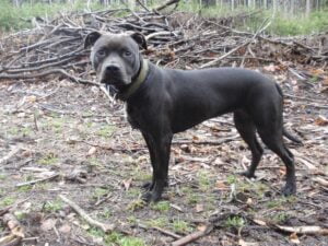 Ellie and the first leather collar for a pit bull - fd18b597b0a03f5505adfb925