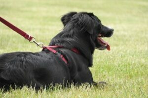 how-tight-should-a-dog-collar-be---harness