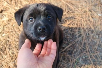Puppy Training 101: Basic Puppy Training - come 1652877654