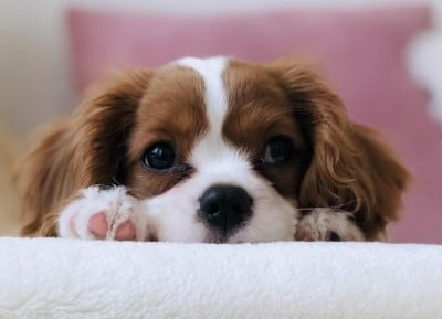 Puppy Training 101: Basic Puppy Training - dog down 1652877587