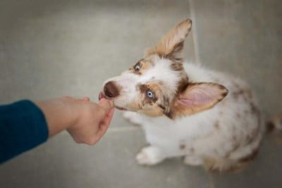 Puppy Training 101: Basic Puppy Training - dog sit 1652877534