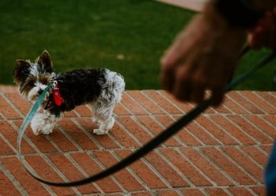 Puppy Training 101: Basic Puppy Training - leash training 1652877298