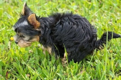 Puppy Training 101: Basic Puppy Training - potty training 1652877245