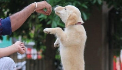 Puppy Training 101: Basic Puppy Training - puppy training 1652876748