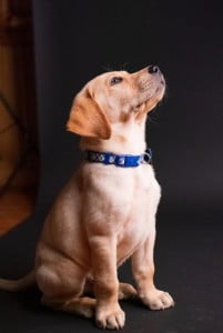 Puppy Training 101: Basic Puppy Training - stay 1652878087