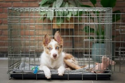 Puppy Training 101: Basic Puppy Training - the foundation of puppy training 1652876951