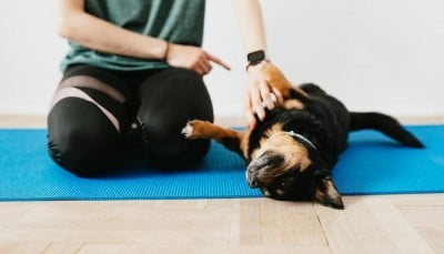 Puppy Training 101: Basic Puppy Training - what to establish before basic puppy training 1652876878