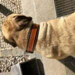 Classic Collar For Dogs Maronero photo review