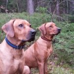 Leather Dog Collar Giarone photo review