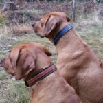 Leather Dog Collar Giarone photo review