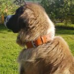 Brown Leather Dog Collar Brastro photo review