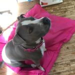 Pink Dog Collar Rosio photo review