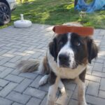 Brown Leather Dog Collar Brastro photo review