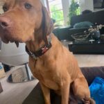 Dog Choke Collar & Leather Martingale Collar photo review
